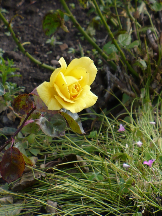 I spotted this lovely yellow rose among the grasses and wild flowers along the walk from the village of Craster to Dunstanburgh Castle. Okay, so yeah. This one was an easy yellow choice. Not too worry the next two will be a bit less obvious. 